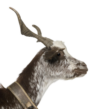 Close-up profile of female Rove goat, 3 years old, standing in front of white backgroundの写真素材