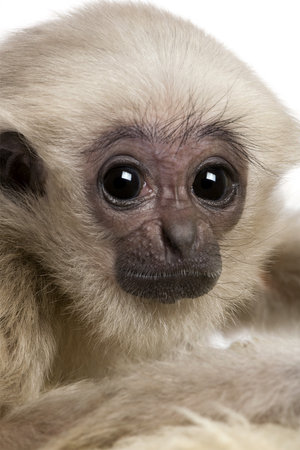 Close-up headshot of young Pileated Gibbon, 4 months old, in front of white backgroundの写真素材