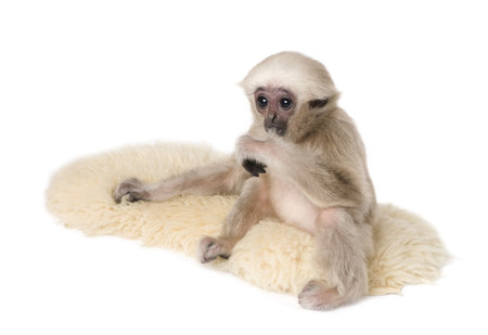 Young Pileated Gibbon, 4 months old, Hylobates Pileatus, on rug in front of white backgroundの写真素材