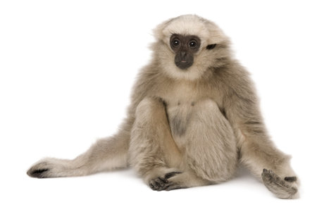 Young Pileated Gibbon, 4 months old, sitting with arms out in front of white backgroundの写真素材