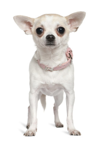 Chihuahua in pink collar, 1 and a half years old, standing in front of white backgroundの写真素材