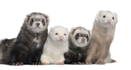 Group of four ferrets, 5 years, 6 years, 3 years, 1 years old, in front of white backgroundの写真素材