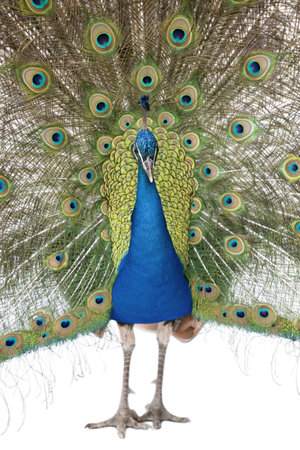 Front view of Male Indian Peafowl displaying tail feathersの写真素材
