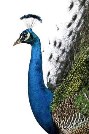 Profile of Male Indian Peafowl in front of white backgroundの写真素材