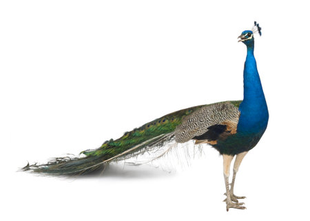 Male Indian Peafowl in front of white backgroundの写真素材