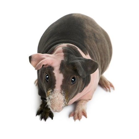 Hairless Guinea Pig standing against white backgroundの写真素材