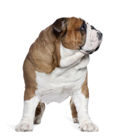 English Bulldog, 2 years old, standing in front of white backgroundの写真素材