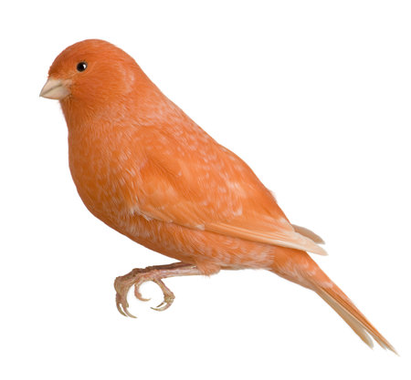 Red canary, Serinus canaria, perched in front of white backgroundの写真素材