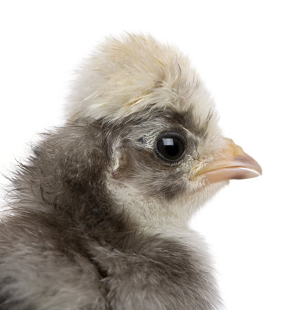 Close-up of baby chick in front of white backgroundの写真素材