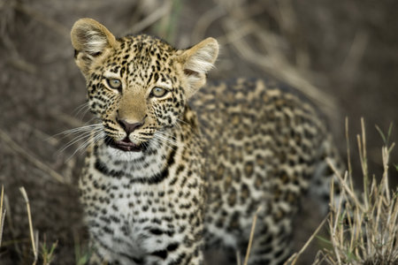 Young leopard in Serengeti, Tanzania, Africaの写真素材