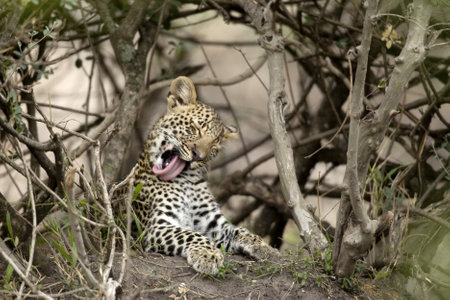 Young leopard yawning in Serengeti, Tanzania, Africaの写真素材