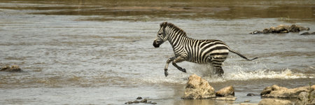 Zebra running through river in the Serengeti, Tanzania, Africaの写真素材