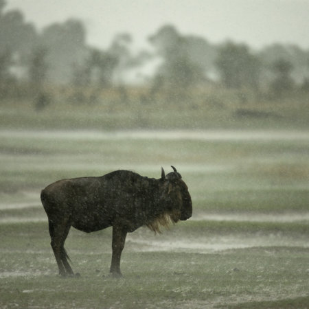 Wildebeest standing in the rain in the Serengeti, Tanzania, Africaの写真素材