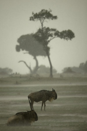 Wildebeest in the rain in the Serengeti, Tanzania, Africaの写真素材