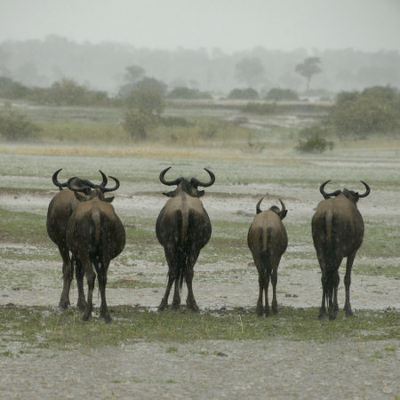 Wildebeest standing in the rain in the Serengeti, Tanzania, Africaの写真素材