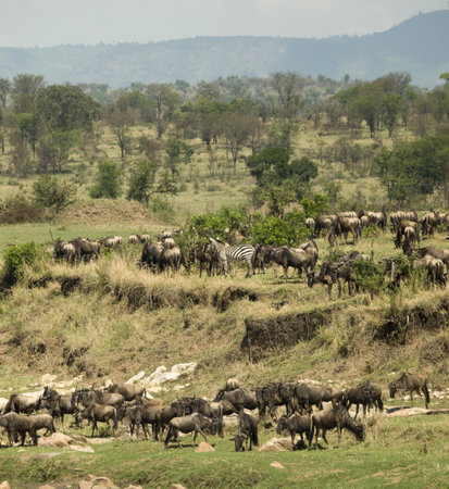 Zebras and Wildebeest in the Serengeti, Tanzania, Africaの写真素材