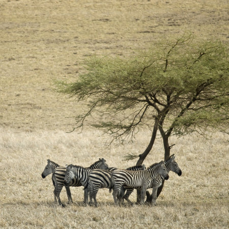 Zebra in the Serengeti, Tanzania, Africaの写真素材