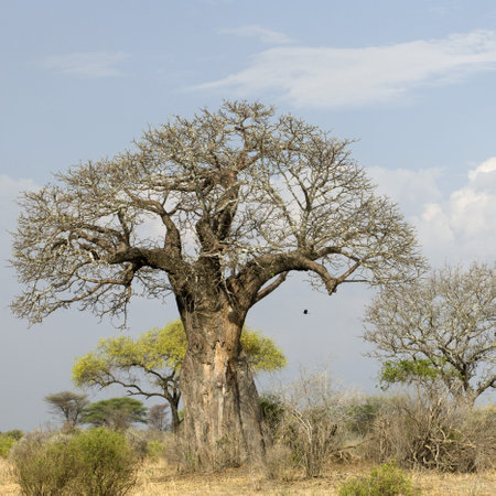 Balboa tree in the Serengeti, Tanzania, Africaの写真素材