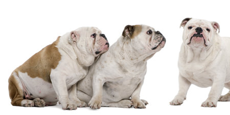 Three English Bulldogs in front of white backgroundの写真素材
