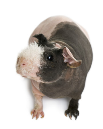 Hairless Guinea Pig in front of white backgroundの写真素材