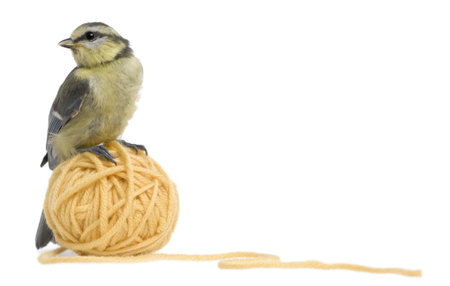 Young Blue Tit, Cyanistes caeruleus standing on ball of wool yarn in front of white backgroundの写真素材