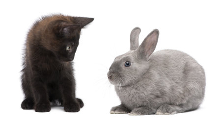 Black kitten playing with rabbit in front of white backgroundの写真素材