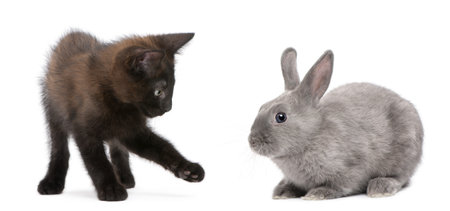 Black kitten playing with rabbit in front of white backgroundの写真素材
