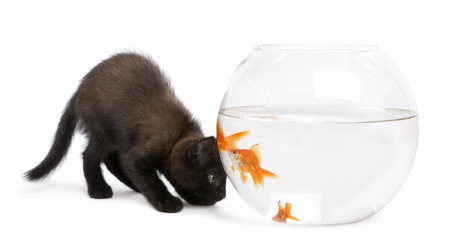 Black kitten looking at Goldfish, Carassius Auratus, swimming in fish bowl in front of white backgroundの写真素材