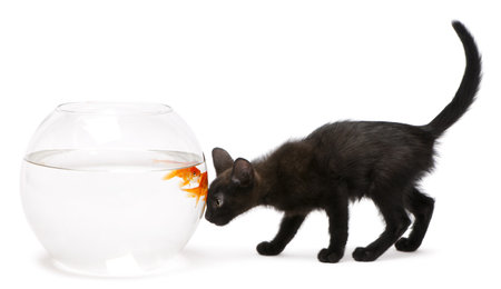 Black kitten looking at Goldfish, Carassius Auratus, swimming in fish bowl in front of white backgroundの写真素材