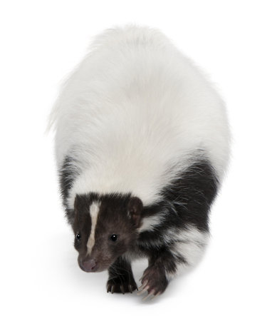 Striped Skunk, Mephitis Mephitis, 5 years old, standing in front of white backgroundの写真素材