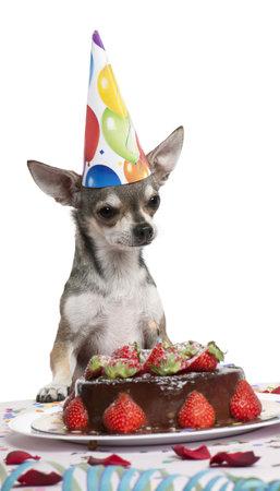Chihuahua at table wearing birthday hat and looking at birthday cake in front of white backgroundの写真素材
