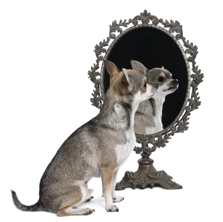 Chihuahua with mirror sitting in front of white backgroundの写真素材