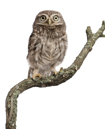 Young owl perching on branch in front of white backgroundの写真素材