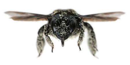 Female Carpenter bee covered with pollen grains, Apis violacea, in front of white background