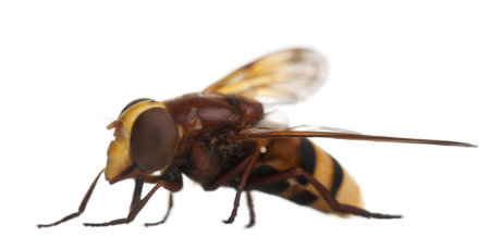 Hornet mimic hoverfly, Volucella zonaria, in front of white background