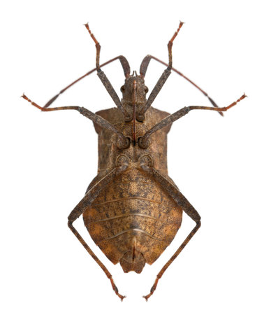 Dock bug, Coreus marginatus, in front of white backgroundの写真素材