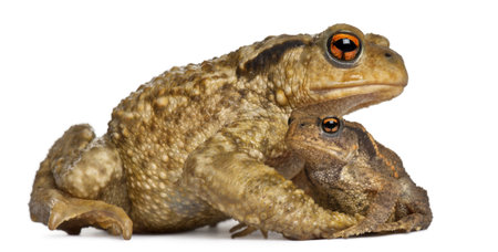 Mother Common toad and her baby, bufo bufo, in front of white backgroundの写真素材