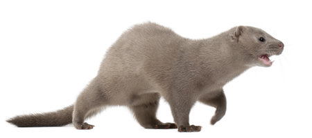 American Mink, Neovison Vison, 3 months old, in front of white backgroundの写真素材