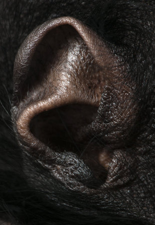 Close-up of Red-faced Spider Monkey ear, Ateles paniscus, 3 months oldの写真素材