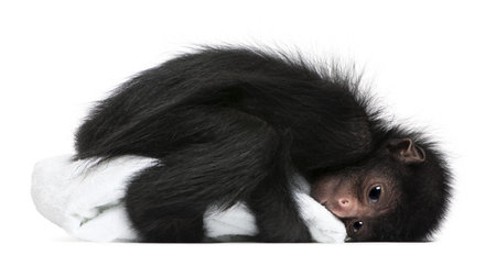 Red-faced Spider Monkey, Ateles paniscus, 3 months old, holding blanket in front of white background