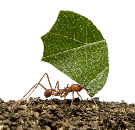 Leaf-cutter ant, Acromyrmex octospinosus, carrying leaf in front of white backgroundの写真素材