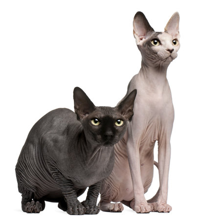 Sphynx cats, 13 months old, sitting in front of white backgroundの写真素材