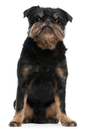 Griffon Bruxellois, 5 years old, sitting in front of white backgroundの写真素材