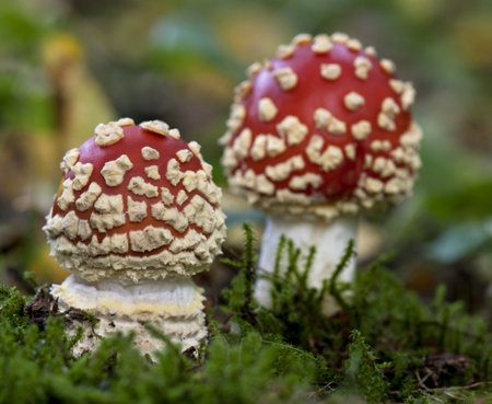 Fly agaric or fly Amanita mushrooms, Amanita muscariaの写真素材