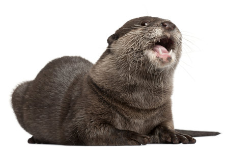 Oriental small-clawed otter, Amblonyx Cinereus, 5 years old, with mouth open in front of white backgroundの写真素材