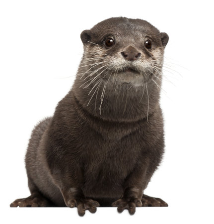 Oriental small-clawed otter, Amblonyx Cinereus, 5 years old, sitting in front of white backgroundの写真素材