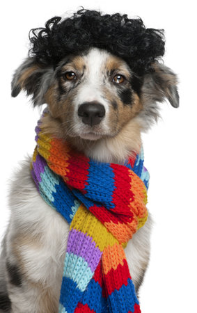 Australian Shepherd puppy wearing a wig and scarf, 5 months old, in front of white backgroundの写真素材
