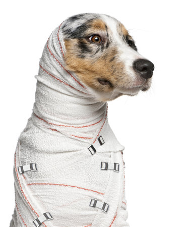 Close-up of Australian Shepherd puppy in bandages, 5 months old, in front of white backgroundの写真素材