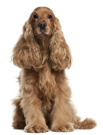 English Cocker Spaniel, 9 years old, sitting in front of white backgroundの写真素材