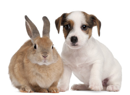 Jack Russell Terrier puppy, 2 months old, and a rabbit, in front of white backgroundの写真素材